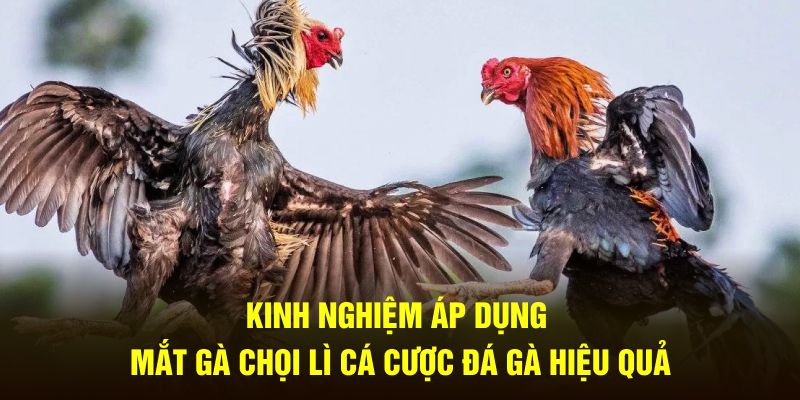 Kinh nghiệm áp dụng mắt gà chọi lì cá cược đá gà hiệu quả 